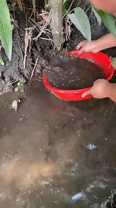 Nguyen Tuan Betta on Reels