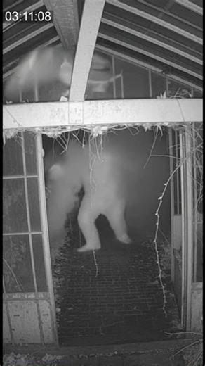 Creepy Owl Encounter with Paranormal Creature at Night