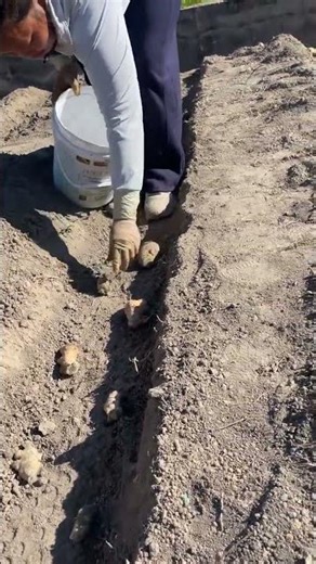 How to grow root vegetables#agriculture#farmer-#cultivation tips