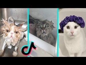 Cat vs Bath time - Funny Cats Bathing Compilation | Tiktok Compilation