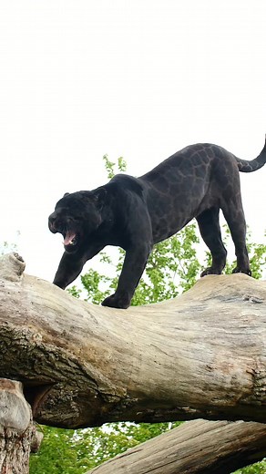 BIG stretch from Neron! ✨ #blackjaguar #jaguar #stretch | The Big Cat Sanctuary