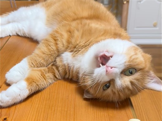 小咪：连我一块吃呗！