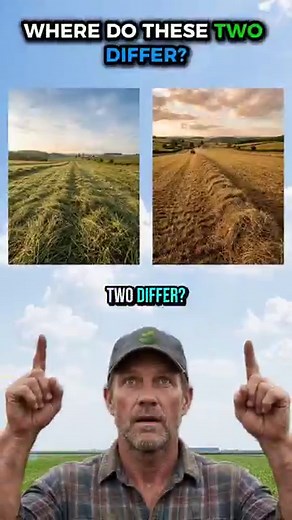 Windrow vs Swath & Conditioner vs Crusher Rolls Explained