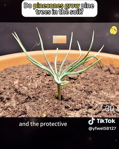 How Do Pinecones Grow Pine Trees? Plant Growing Process Revealed