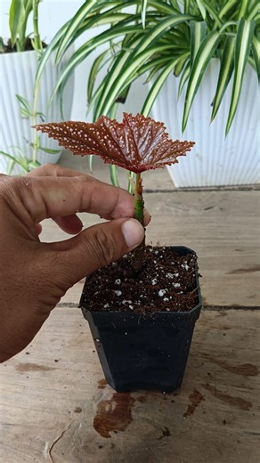 Grow Begonias in Easy Way 🌱 #begonias #gardening #garde #reels #trendingreel #trendingreelsvideo #facebookreel #facebookviral | Gardening Ideas