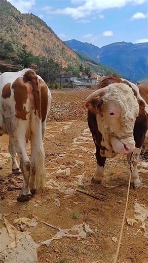 Daily life diary of a rural cattle farmer #20