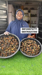Healthy handpicked bush snails is what we sell. Please not me that prices aren’t stable that’s why we do not include prices. Send a WhatsApp message to order | Snail & fooditems