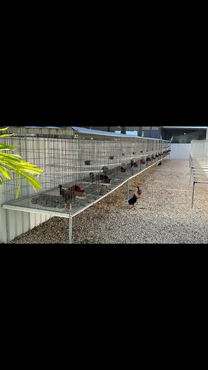 Angel Torres on Reels