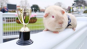 The Guineas: Newmarket's Rowley Mile plays host to a race it's never seen before