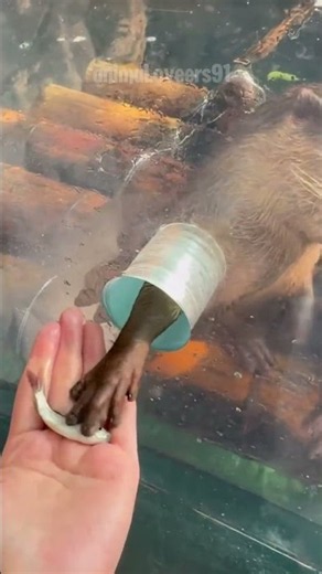 Give me the fish 🐠🐋🐟 #shorts #weasel