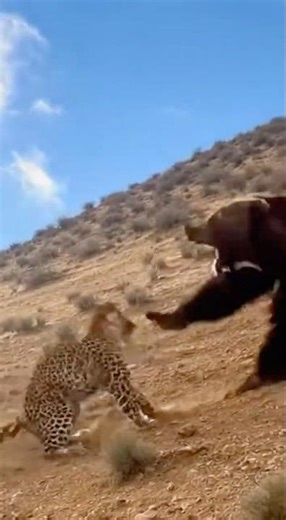 Leopard, Mountain Bear & Lion Intense Three-Way Wild Battle!