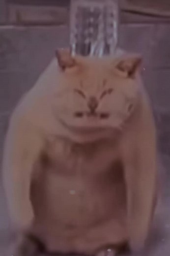 Pagiku Cerahku#CapCut#edit#kucing#cat#fyp