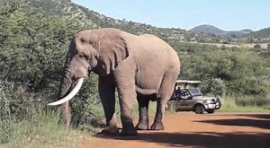 2K views · 68 reactions | 08:15 Elephant (Amarula) road block “The old guy is looking great” Cnr of Tlhware and Tshwene drive Vis 5/5 Tinged by Fatman J – Wild World Tours | Latest Sightings - Pilanesberg | Facebook