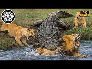 Die Härtesten Überlebenskämpfe im Wilden Afrika #Tierwelt | Tierdokumentation