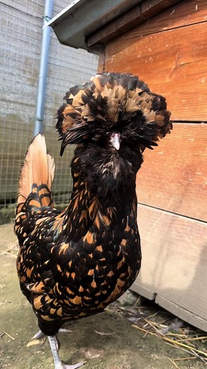 Tina Turner Chant: Captivating Animal Sounds