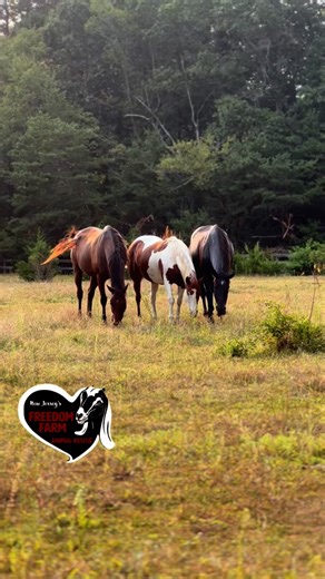 We’re open every Saturday from 10am–2pm — and we’d love to see you! 💚🐷🐓🐮 Come spend the day with some of the sweetest souls you’ll ever meet. Wander our 43-acre sanctuary, hear the powerful stories of survival and second chances, and connect with the animals who now get to live their lives safe, loved, and free. Admission is always free and donations are always appreciated — because this entire sanctuary runs on love, compassion, and the generosity of kind people like you. Whether you’re com