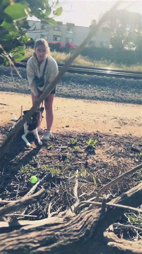Sadie the smart border collie/lab