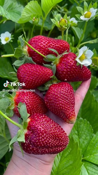 Homegrown Strawberries Harvest - Fruit Garden Videos