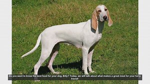 Choosing the Best Food for Your Dog: Tips for a Healthy and Happy Pet