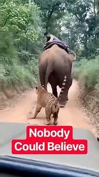 The Most Unforgettable Animal Moments Caught on Camera