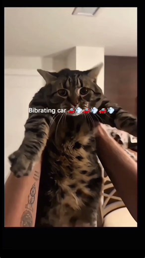 FUNNY CAT SOUNDS COMPILATION 🎶😻 #funny#amazing#memes#cute#shortvideo#comedy#motivation#live@hhl3343