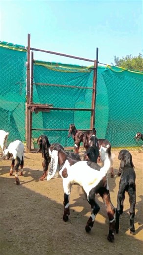 #Ajinkya__Dhaygude__❤️💥⚜️ on Instagram: "#शेळीपालन #नाद #नाद_हा_रक्तात_असावा_लागतो🫵🏽❤️🤴🏽💥 #टॉप_चा_विषय👑❤️‍🩹💯🔝 #टॉपच_हत्यार🔝❤️🫵🏽💯 #किंग #नाद_आमचा_आनंद_आमचा #kotaking"