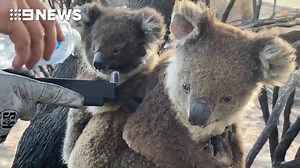 4.1M views · 199K reactions | “How cute is that baby?”  SA Metropolitan Fire Service firefighters have helped a singed koala and her joey to a drink while working on Kangaroo Island. #9News | 9 News Adelaide | Facebook