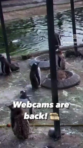 WEBCAMS ARE BACK 💛 You can catch-up with our pandas, giraffes, koalas, tigers, lions and penguins LIVE on our charity's webcams again. Thank you for bearing (🐼) with us while we sorted out the technical stuff. Remember to press play 👉 edinburghzoo.org.uk/webcams/ | Edinburgh Zoo