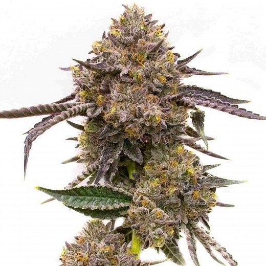 Purple Haze Feminized Cannabis Seeds