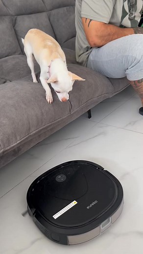 Chihuahua fight with irobot#reels #fbreelsvideo #viral #fypシ #viralreels | Verda