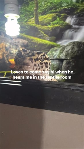 Just chillin with my gecko | Reptile Room 3D Prints