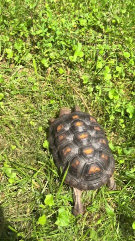 Red-Foot Tortoise Enjoying Some Natural Sun