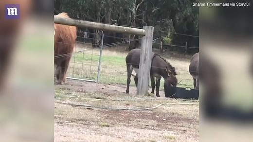 Donkey forces cow away from its food with powerful back kicks