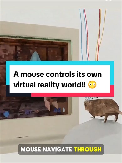 A mouse controls its own virtual reality world!! 😳 #science #experiments #vr #neuroscience #tris