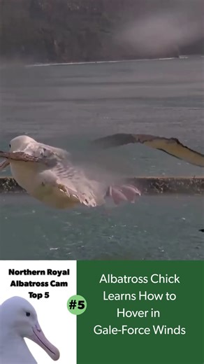 Royal Albatross Cam Top 5 in 2025: Albatross Chick Learns How to Hover in Gale-Force Winds