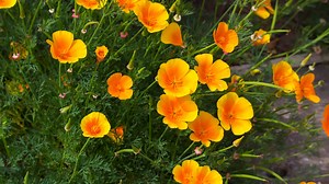 Discover the Official State Flower of California (When It Blooms and Where to See It!)