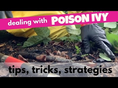 HOW TO remove Poison Ivy SAFELY and organically