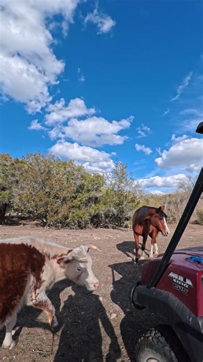 Cow and Horse Walk In at the Same Time 👀
