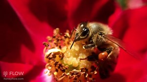 31K views · 771 reactions | Spring is here, the days are finally getting longer. The bees will be so happy!!  | Flow Hive | Facebook