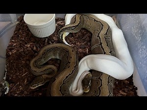 Breeding Ball Pythons As a Business & Setting Goals