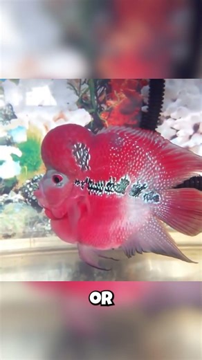 This Fish Changes Color Based On Its Mood! (Watch)