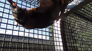 11K views · 1.5K reactions | Winter has arrived and our bats in care...