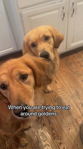 4K views · 60 reactions | Watching every move  #dogsoftiktok #doggo #dogdog #goldenretriever #puppylove | DogDog - the search engine that saves dogs | Facebook