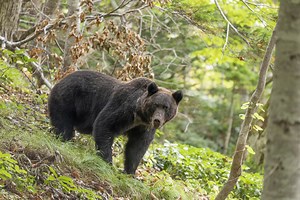 Japan’s Kanji of the Year Is ‘Bear’ — What Did That Say About 2025?