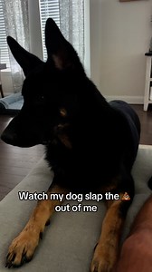 Maverick said no videos today! #germanshepherd #gsd #puppy #gsdpuppy #cutepuppy #funnydog | Maverick Tha Menace