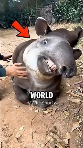 “Top 5 Weirdest Animals You Won’t Believe Exist! 🐙🐾😳 #top5 #animals #facts #weirdanimals #shorts