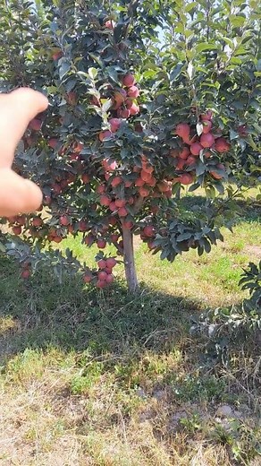 305 reactions · 17 shares | KREPSON OLMA KOʻCHATLARİ SOTUVDA TEL+998959515353+998908411161 | Bog'bon Bola Agro | Facebook