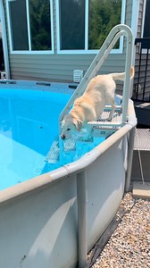 Peanut taking her daily lap and, although I didn’t get it on video, Buttercup finally went in the pool after having it for 6 years! | The PeanutButtercup Chronicles