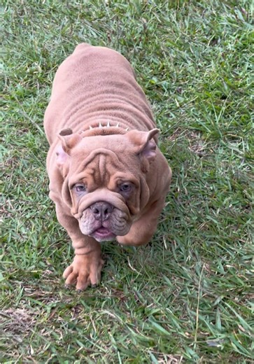 Adorable Wrinkly Bulldog Puppy Adventures