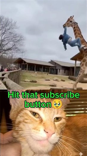 cat meme #cat #catbombastic #smartgadgets #cutecat